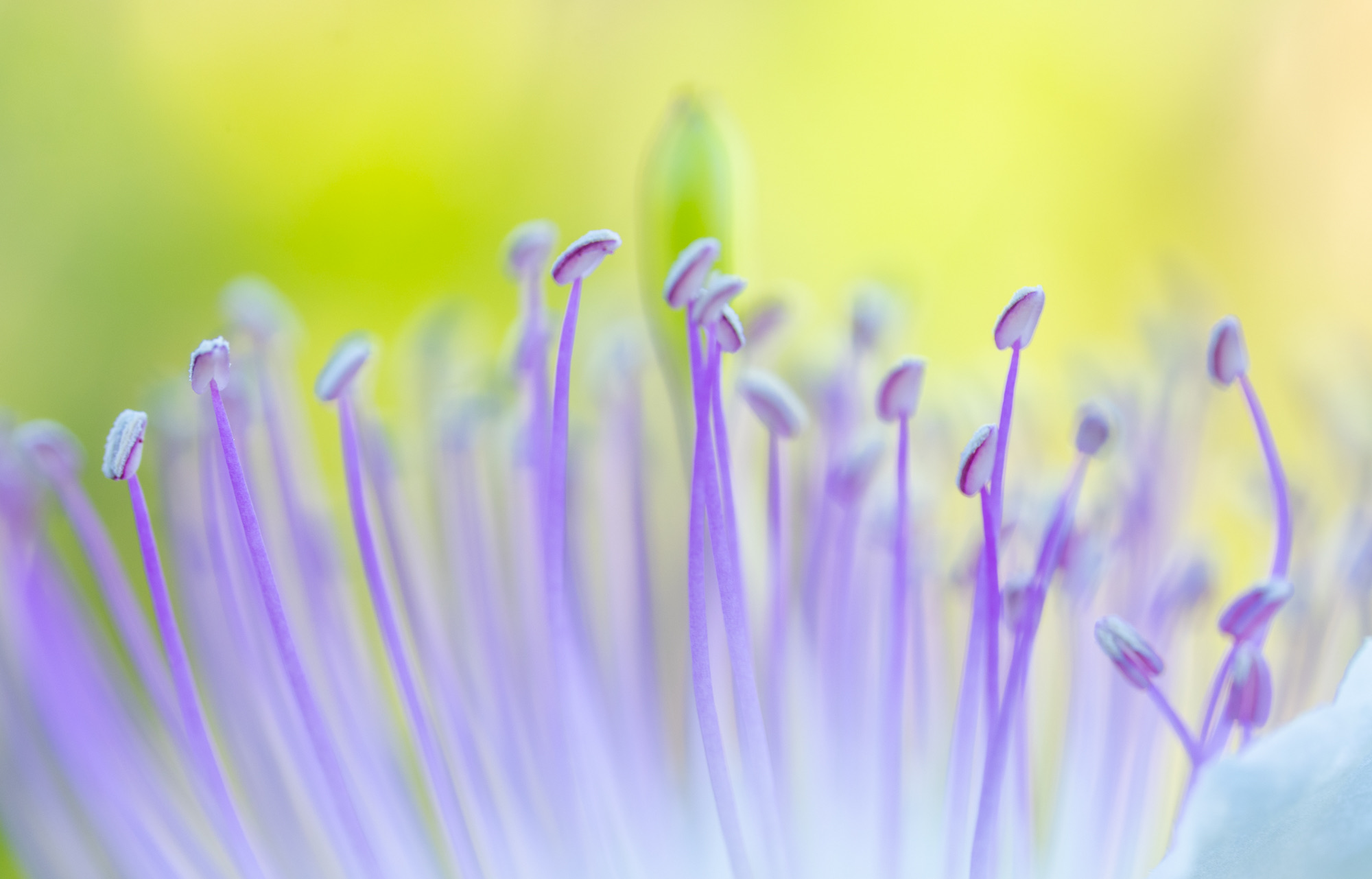Delicate Stems