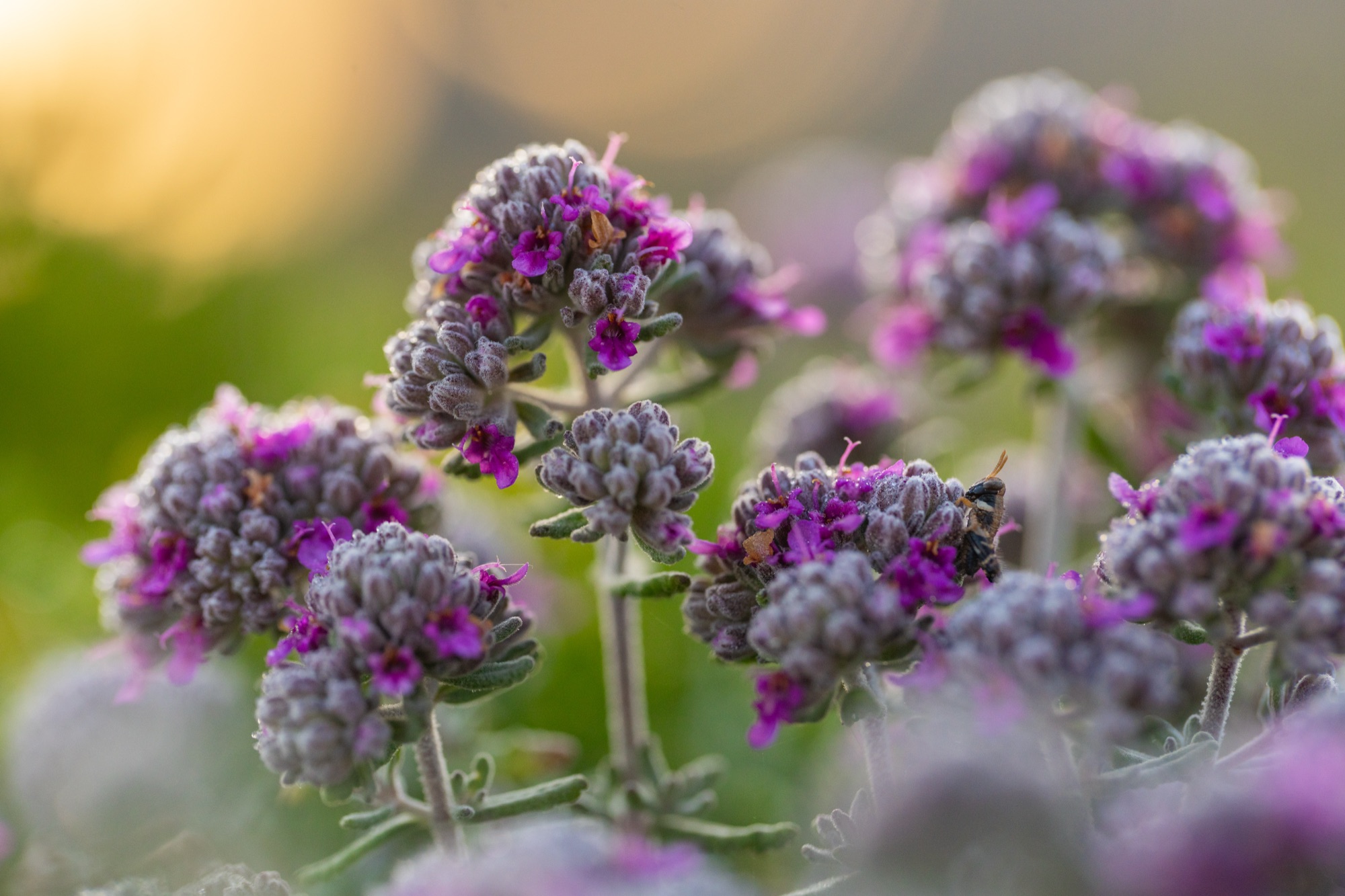Purple Details