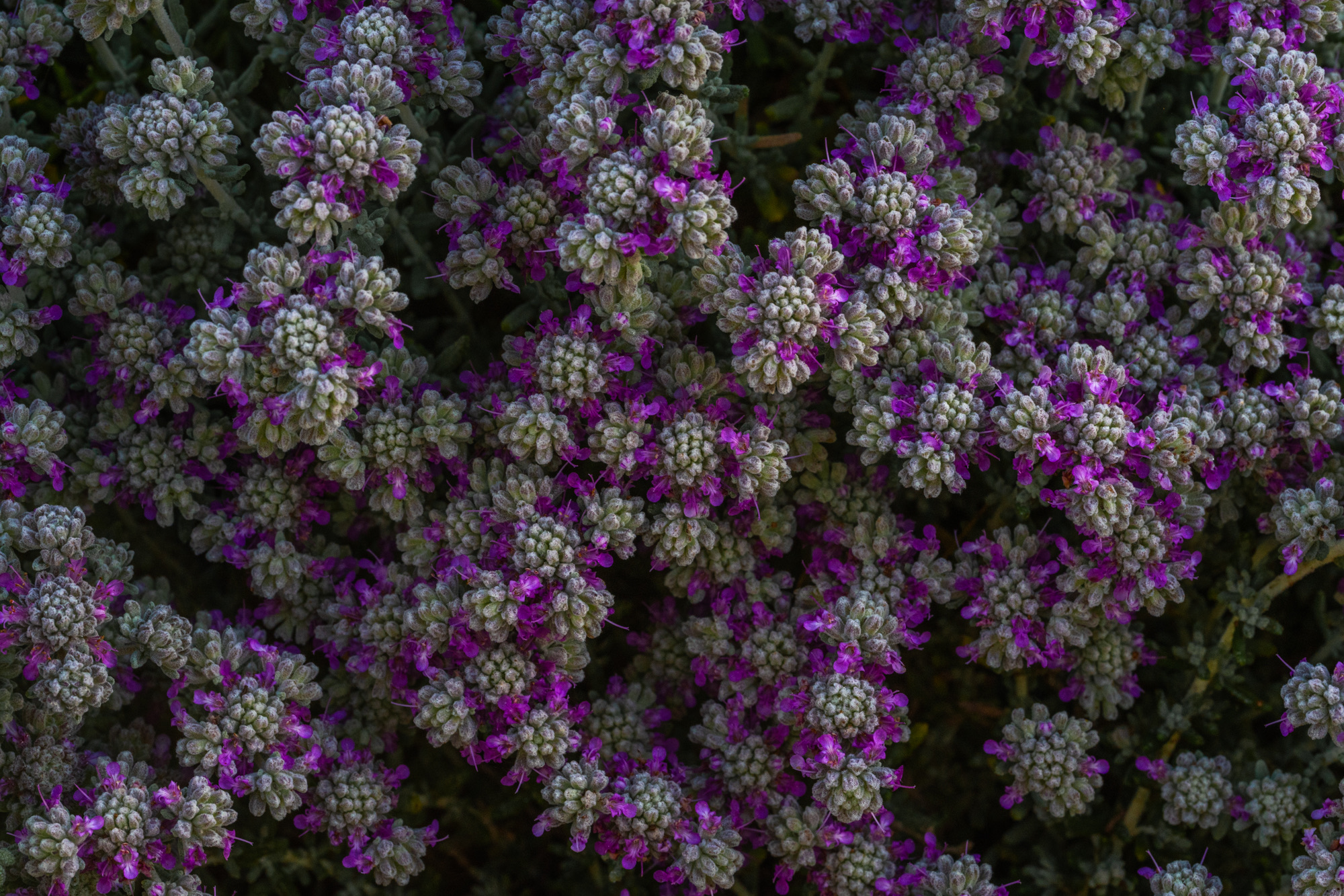 Purple Plants
