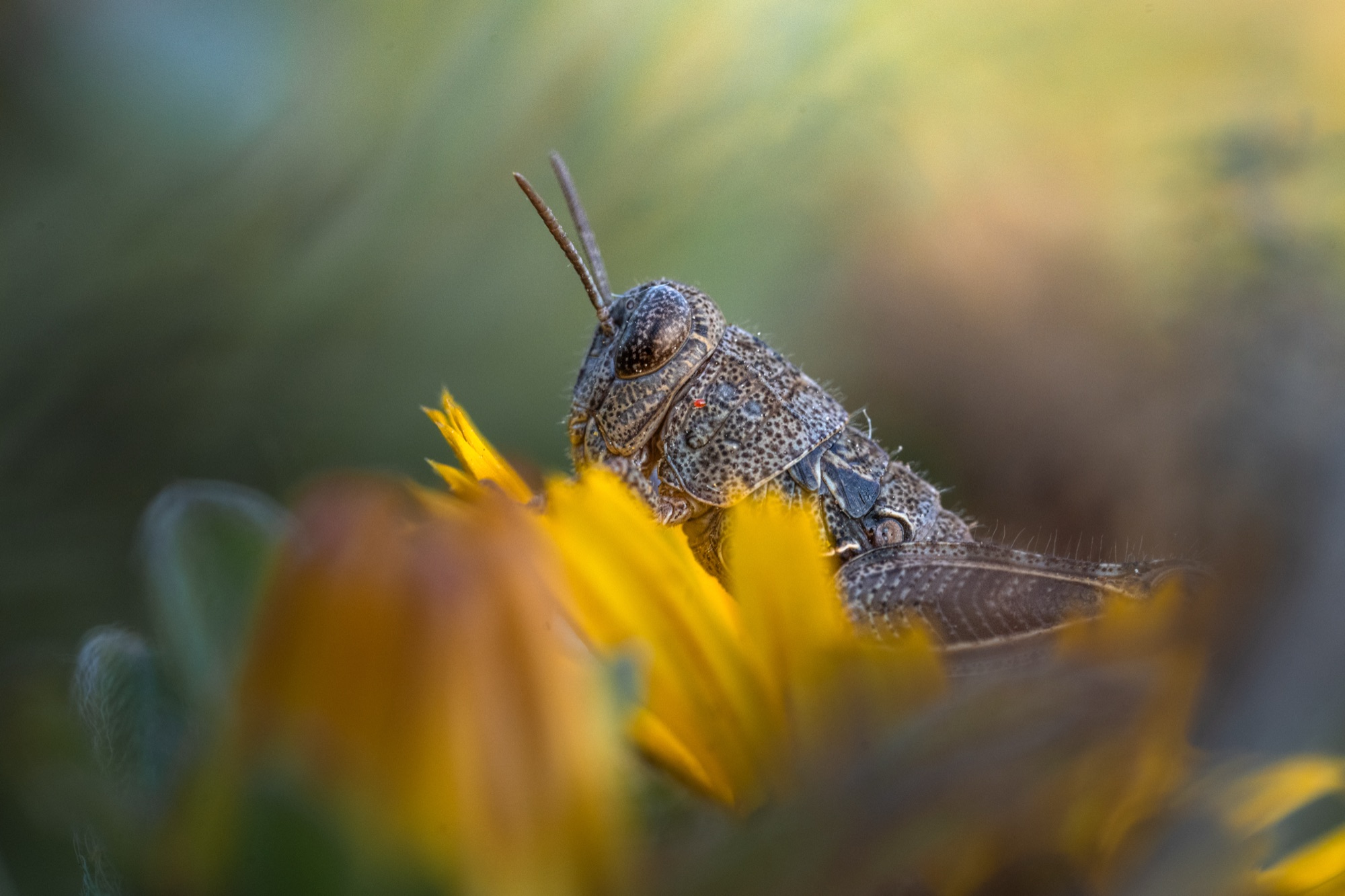 Sleeping Cricket