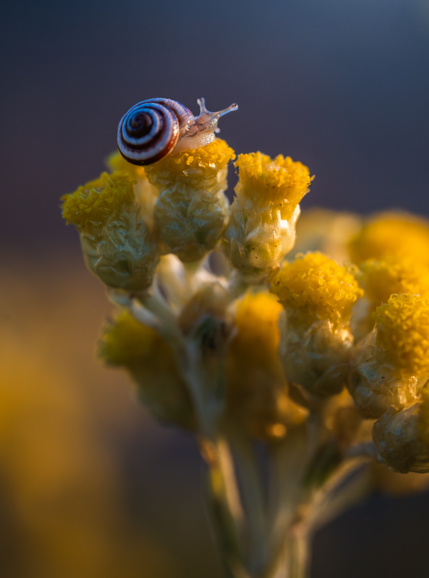 Tiny Snail